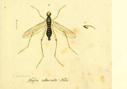 Image de Compsobata cibaria (Linnaeus 1758)