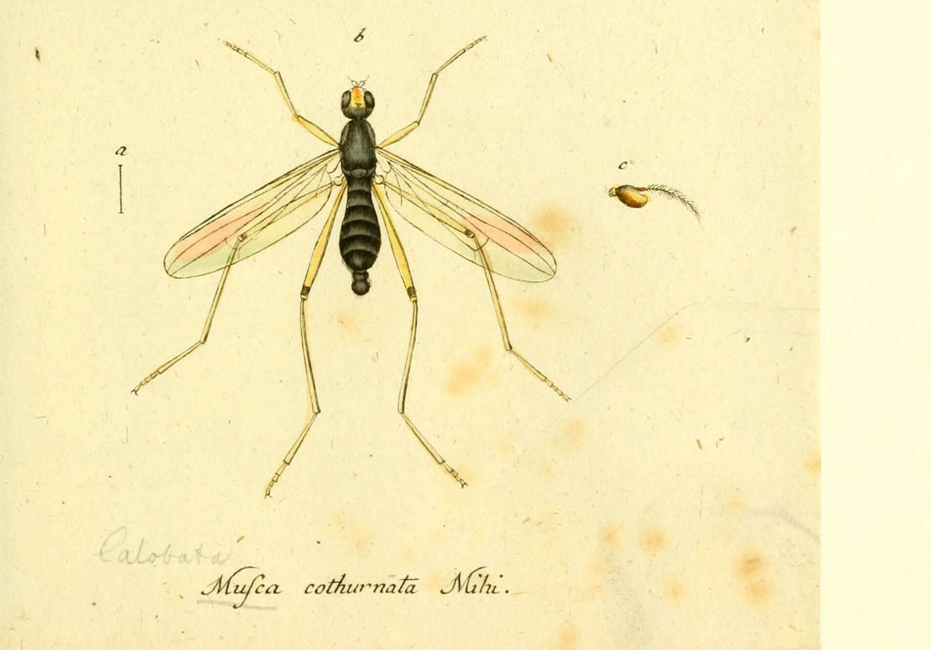 Imagem de Compsobata cibaria (Linnaeus 1758)