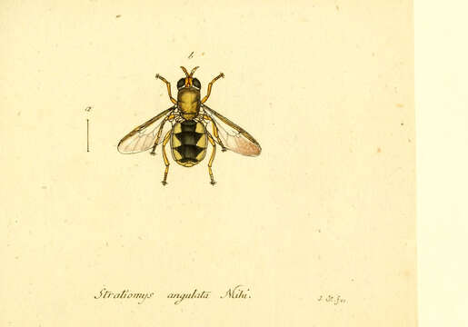 Image of Odontomyia angulata (Panzer 1798)