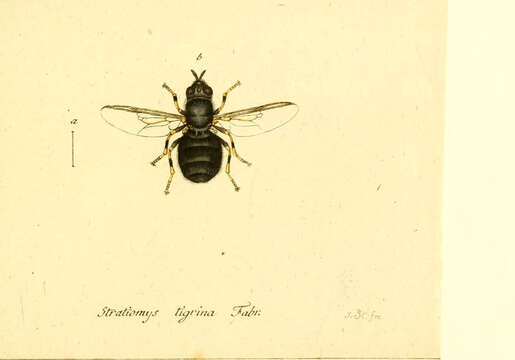 Image of Odontomyia tigrina (Fabricius 1775)