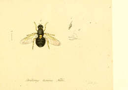 Imagem de Oxycera leonina (Panzer 1798)