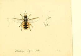 Image of Odontomyia angulata (Panzer 1798)