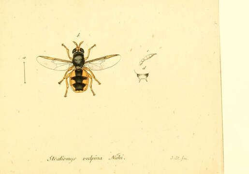 Image of Odontomyia angulata (Panzer 1798)