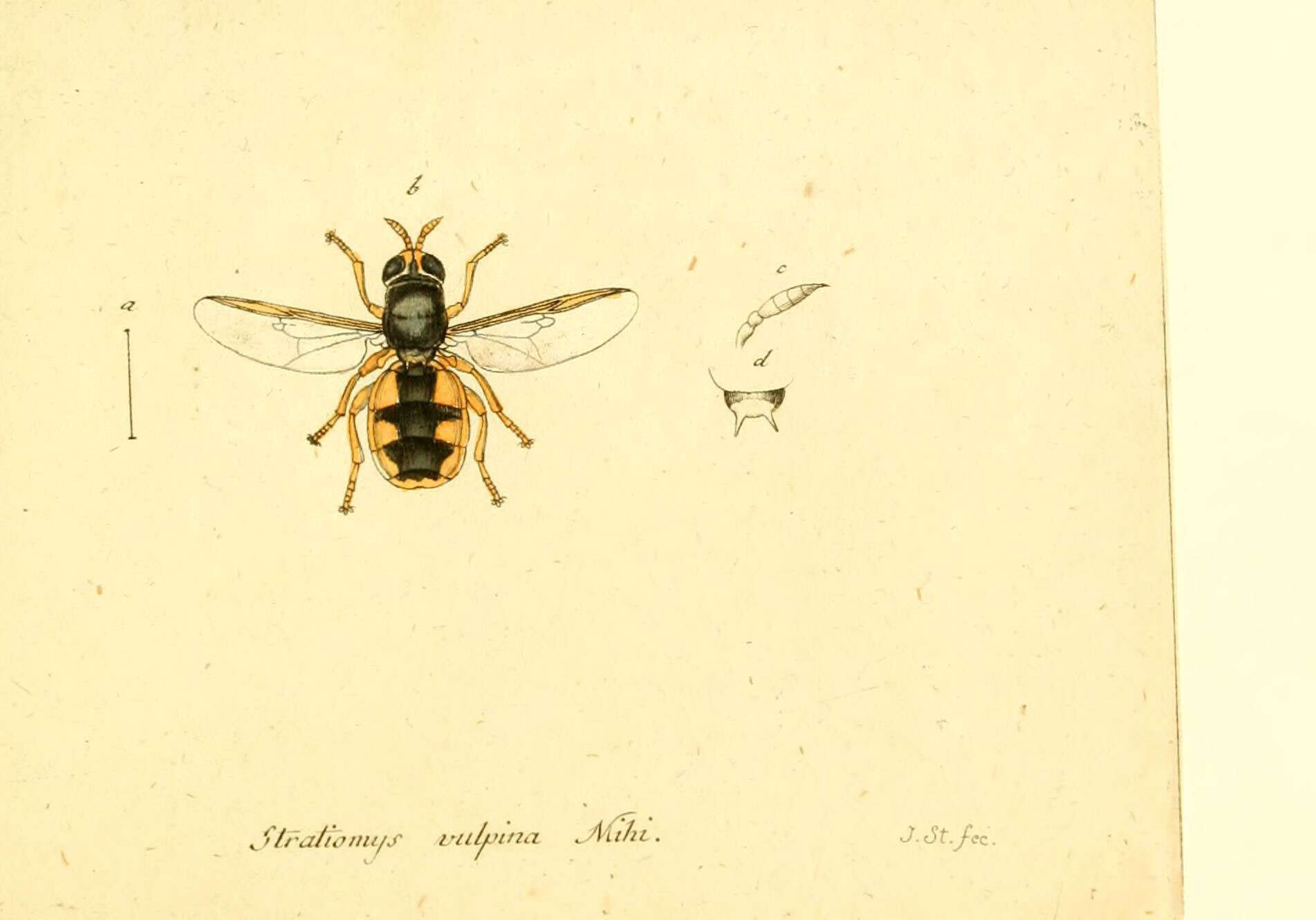 Image de Odontomyia angulata (Panzer 1798)