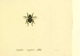 Image of Cheilosia illustrata (Harris 1780)