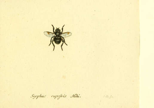 Imagem de Cheilosia illustrata (Harris 1780)