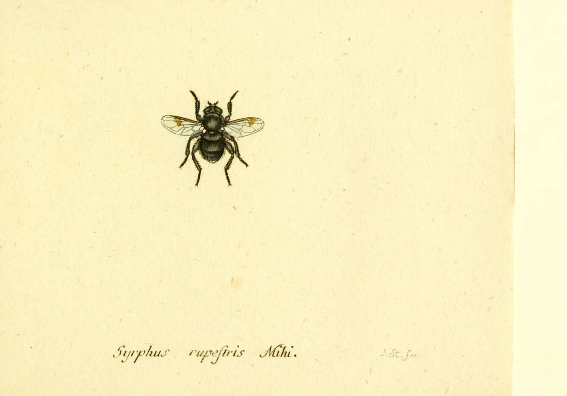 Imagem de Cheilosia illustrata (Harris 1780)