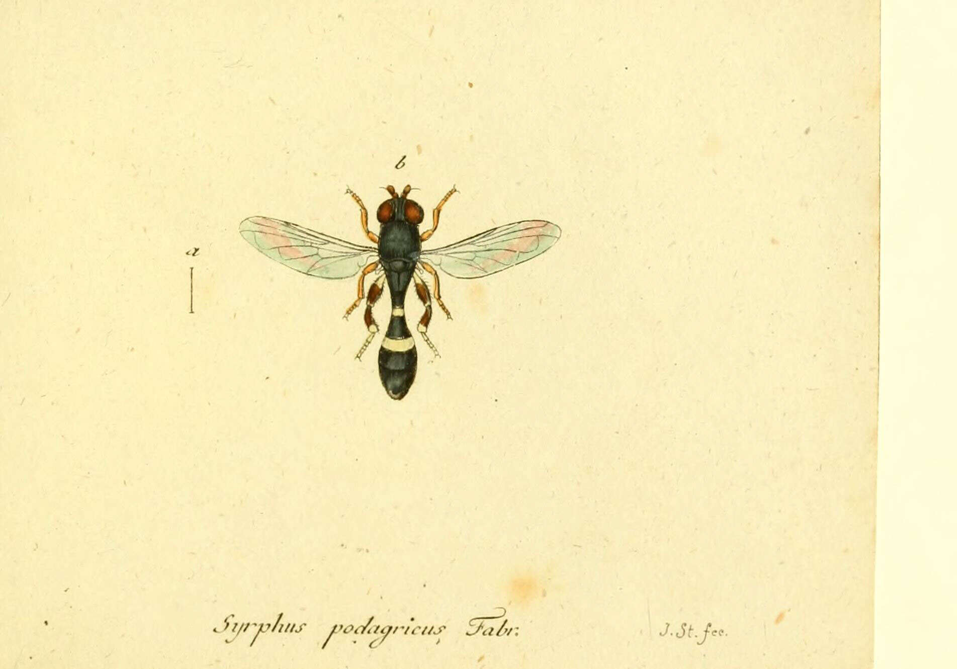 Imagem de Neoascia podagrica (Fabricius 1775)