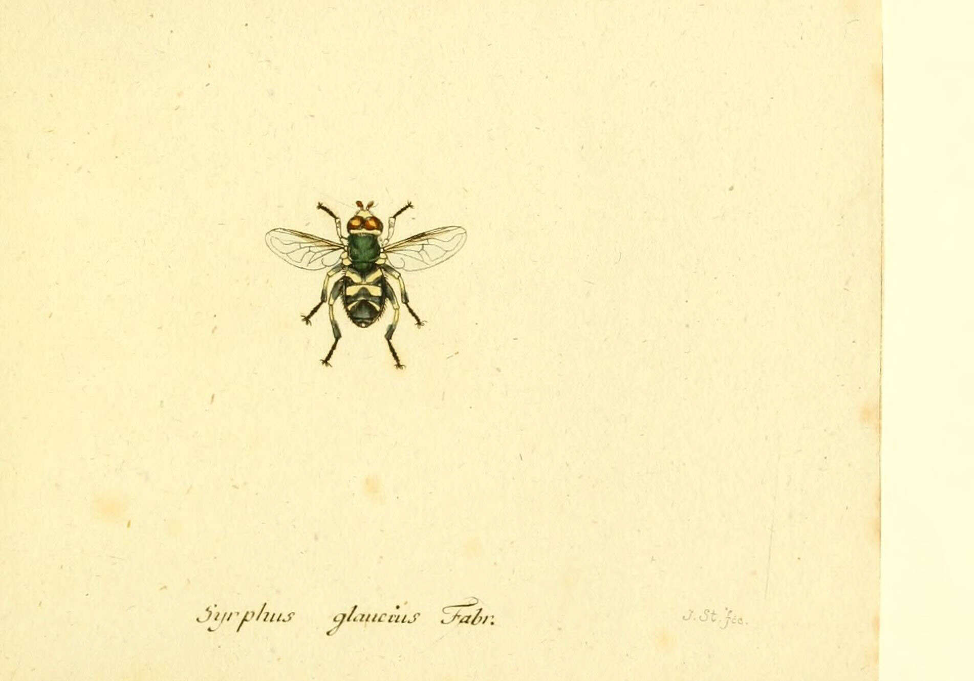 Imagem de Leucozona glaucia (Linnaeus 1758)