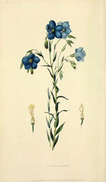 Image of Blue flax