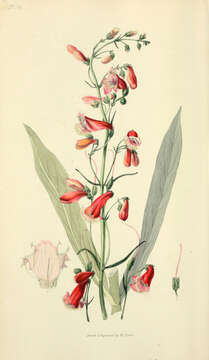 Image of beardlip penstemon