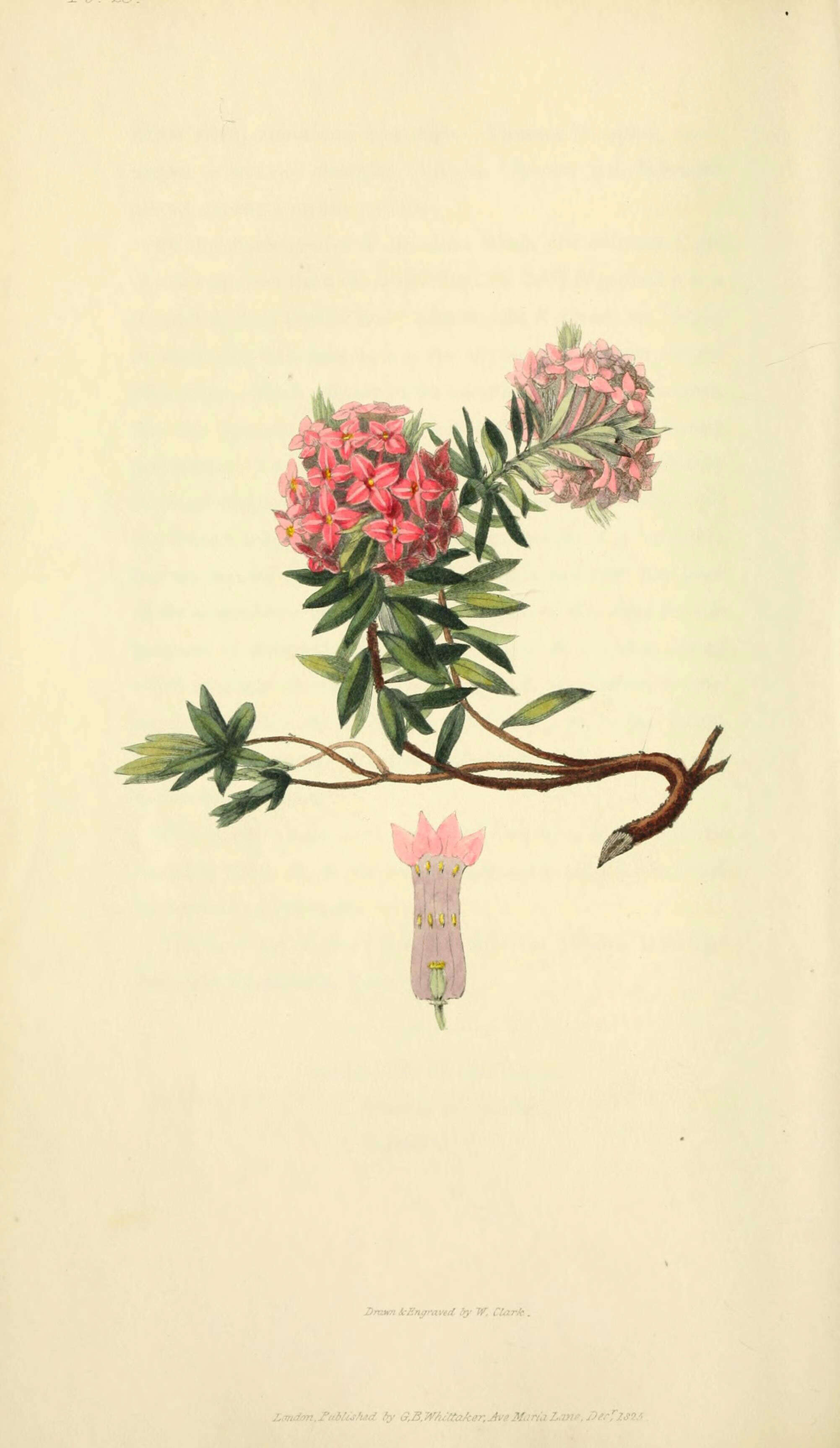 Image of garland flower