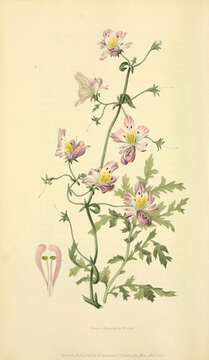 Image de Schizanthus porrigens R. Grah.