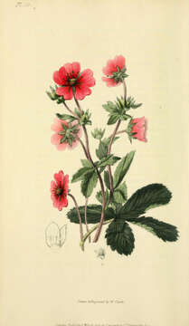 Image of Potentilla nepalensis Hook.