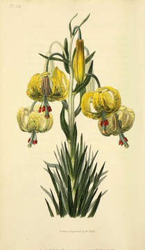 Image of Lilium pomponium L.