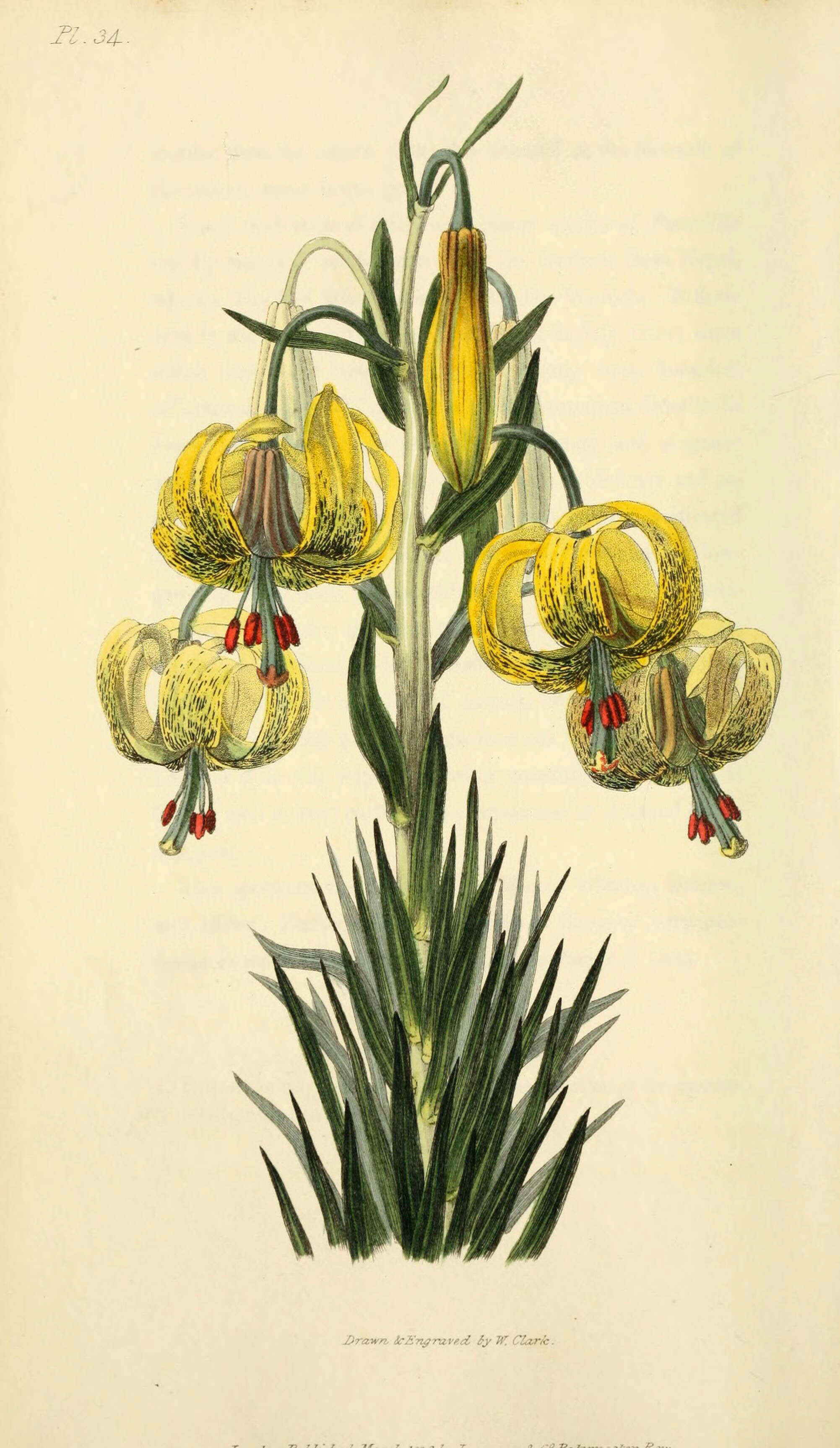 Слика од Lilium pomponium L.