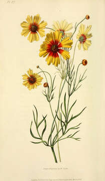 Image of golden tickseed