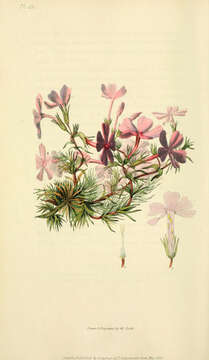Image of Phlox subulata subsp. setacea (L.) Locklear