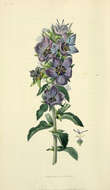 Image of Campanula peregrina L.