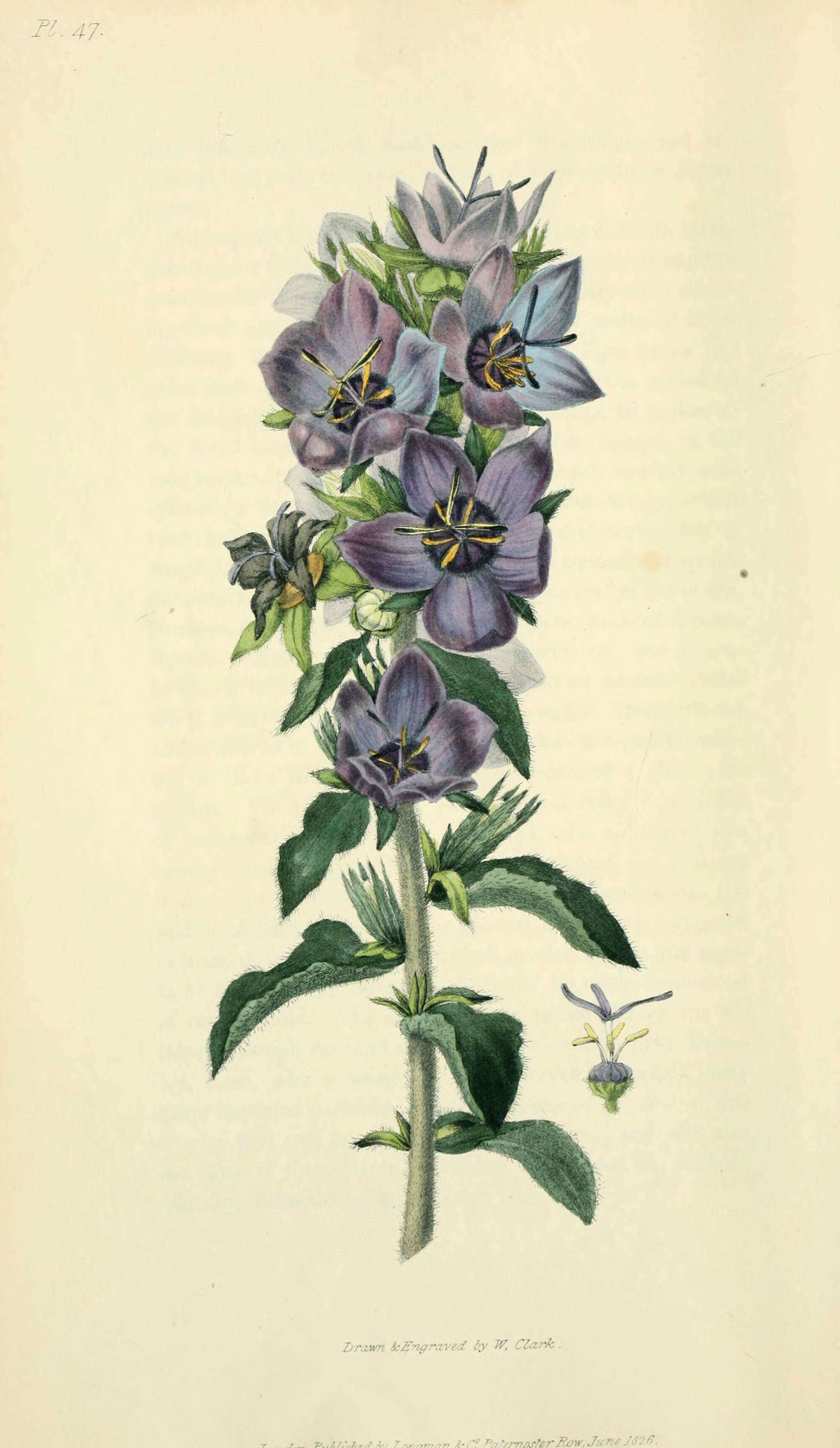 Image of Campanula peregrina L.