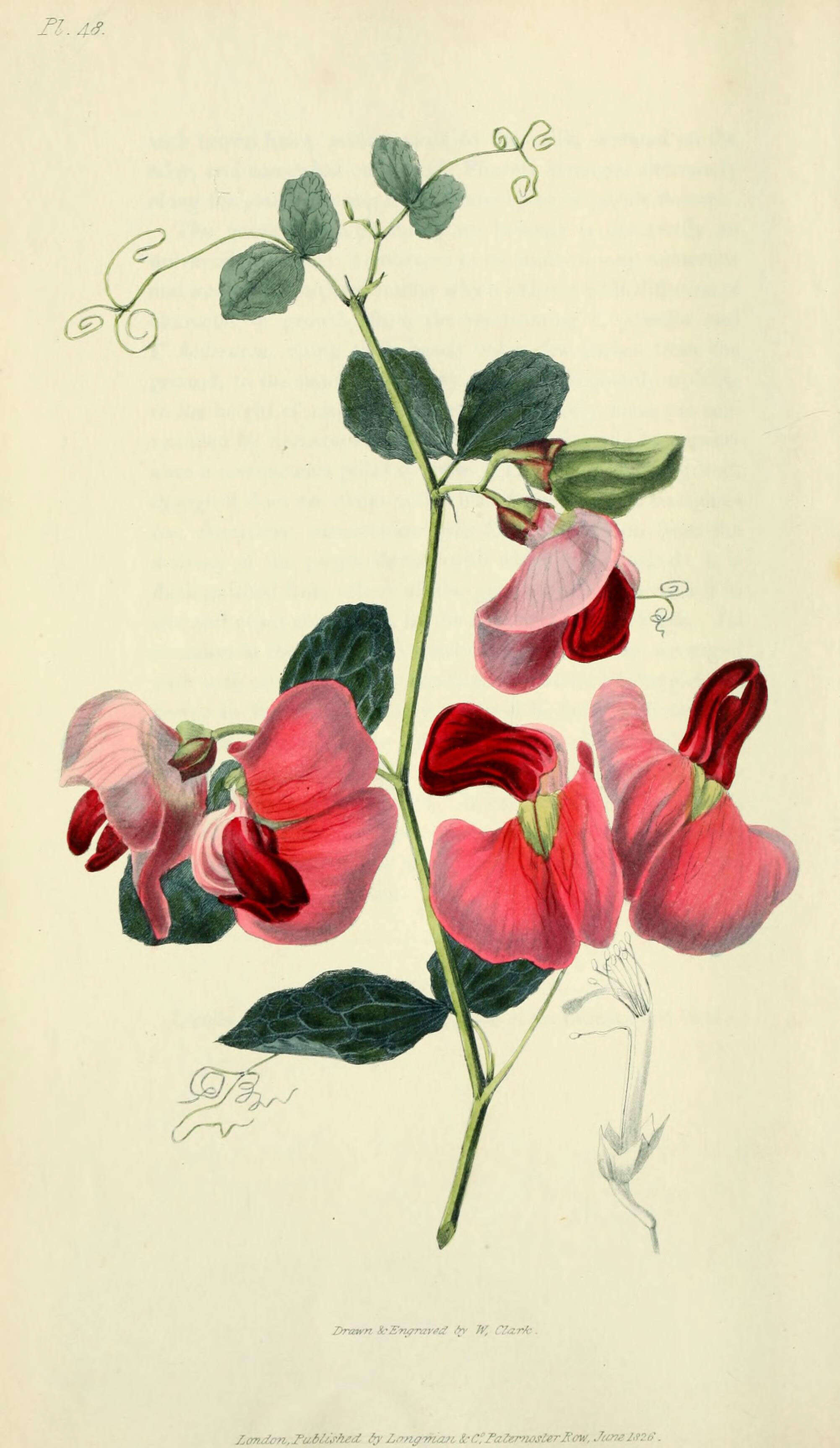 Image of Everlasting-Pea