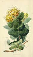 Image of yellow honeysuckle