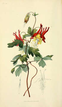 Image of red columbine