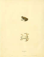 صورة Dryophytes squirellus (Daudin 1800)