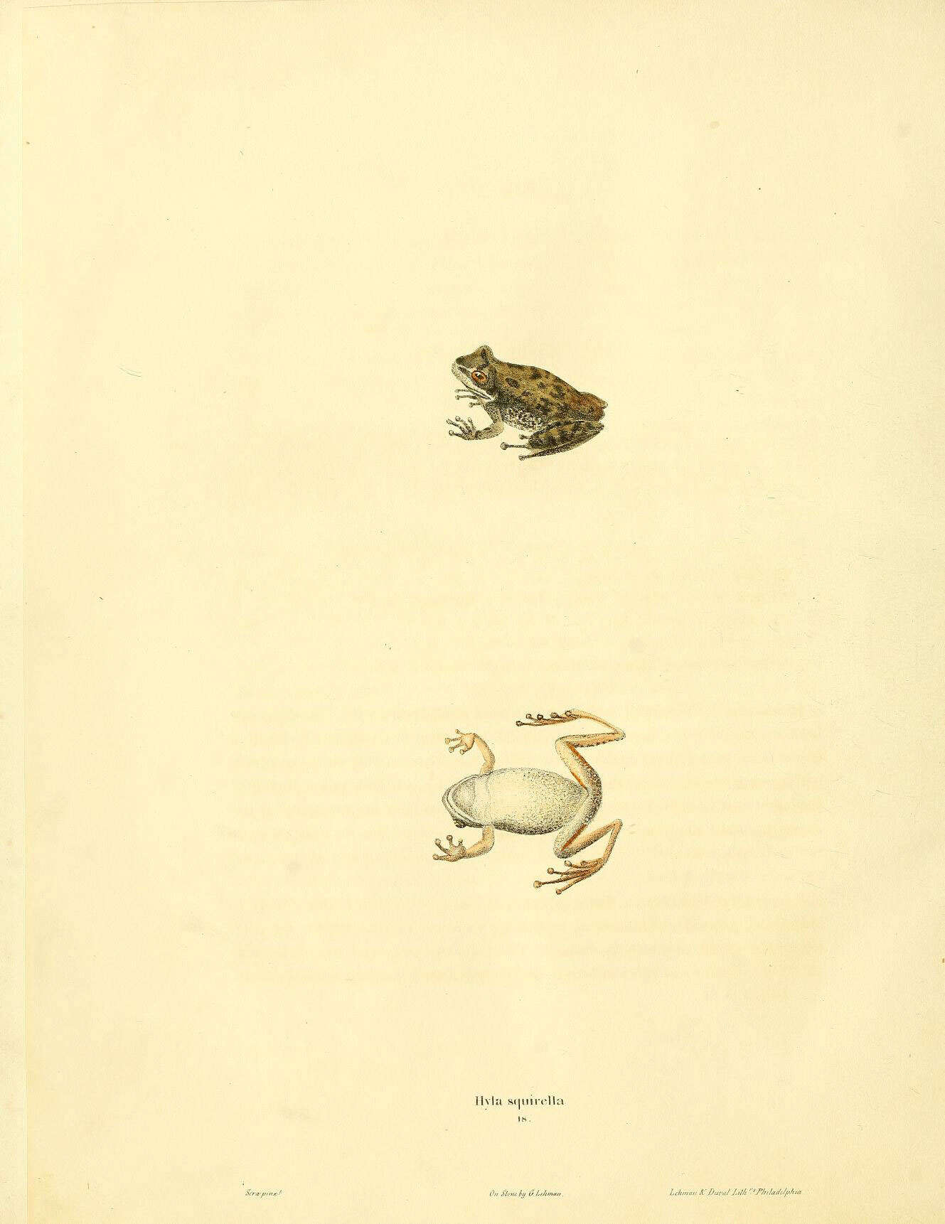 صورة Dryophytes squirellus (Daudin 1800)