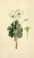 Image of bloodroot