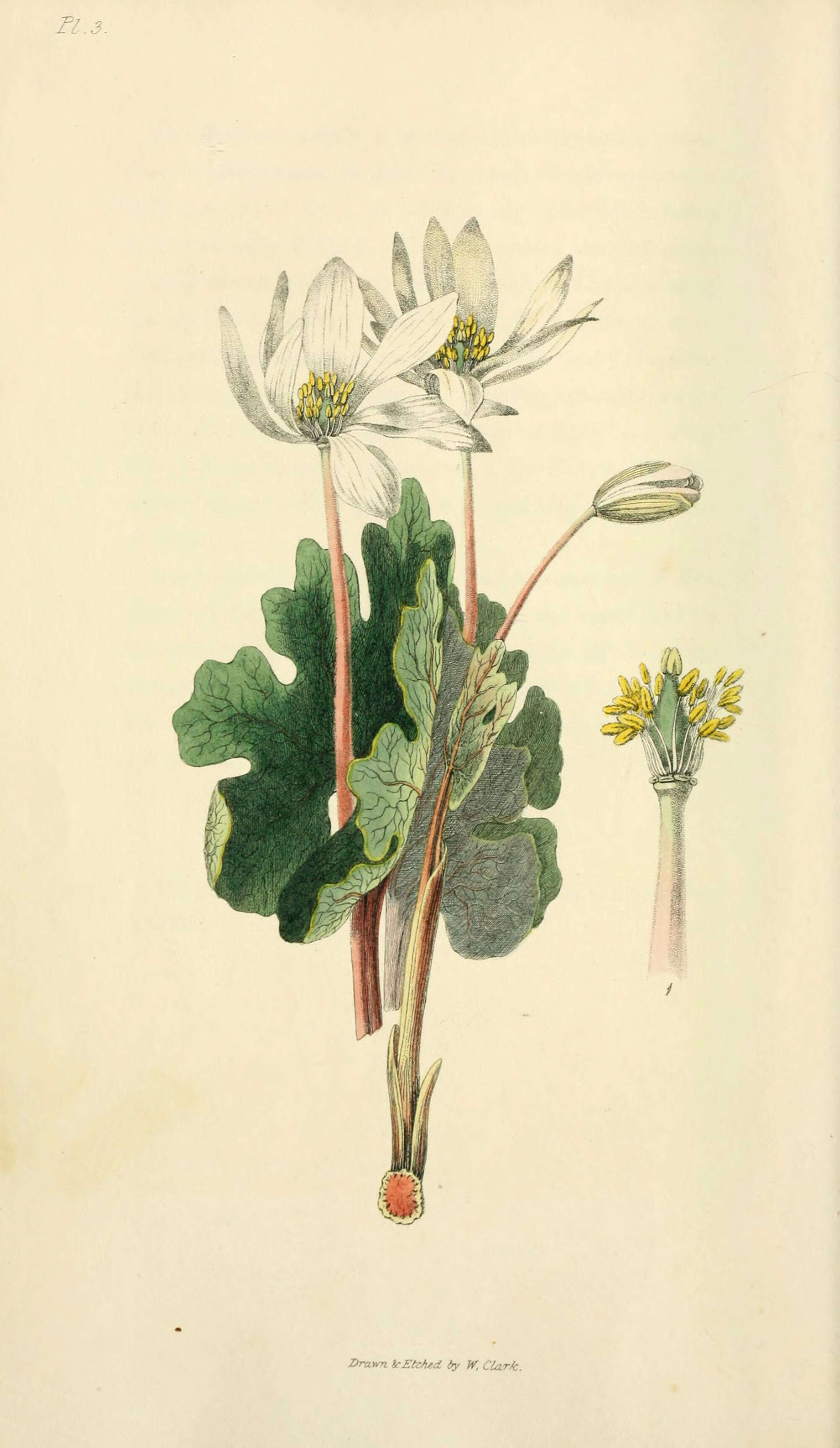 Image de Sanguinaria