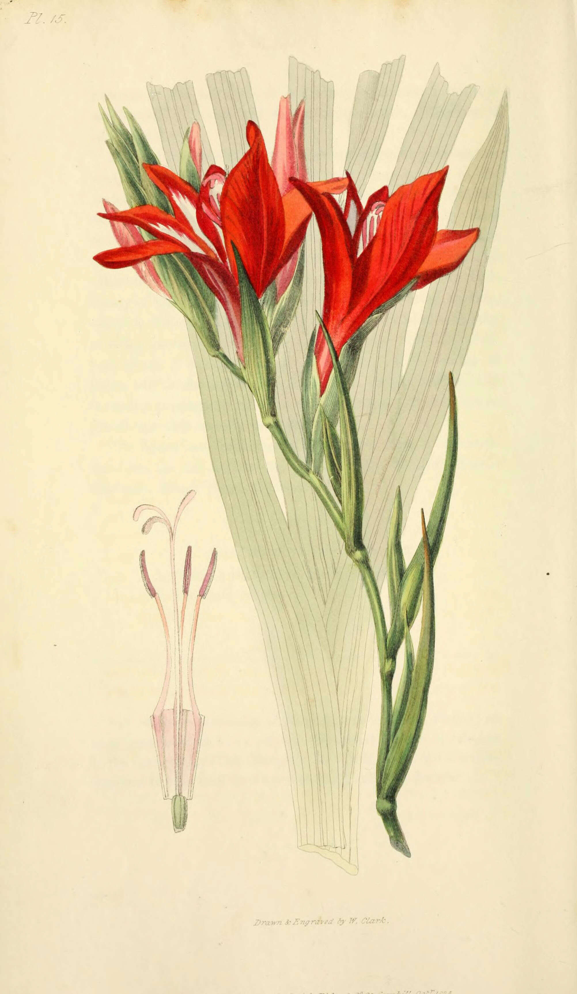 Слика од Gladiolus cardinalis Curtis