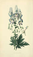Imagem de Aconitum variegatum L.