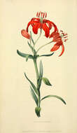 Image of Morning Star Lily