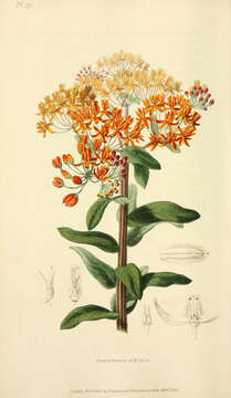 Image of butterfly milkweed