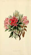 Rhododendron ferrugineum L. resmi