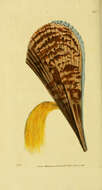 Pinna muricata Linnaeus 1758 resmi