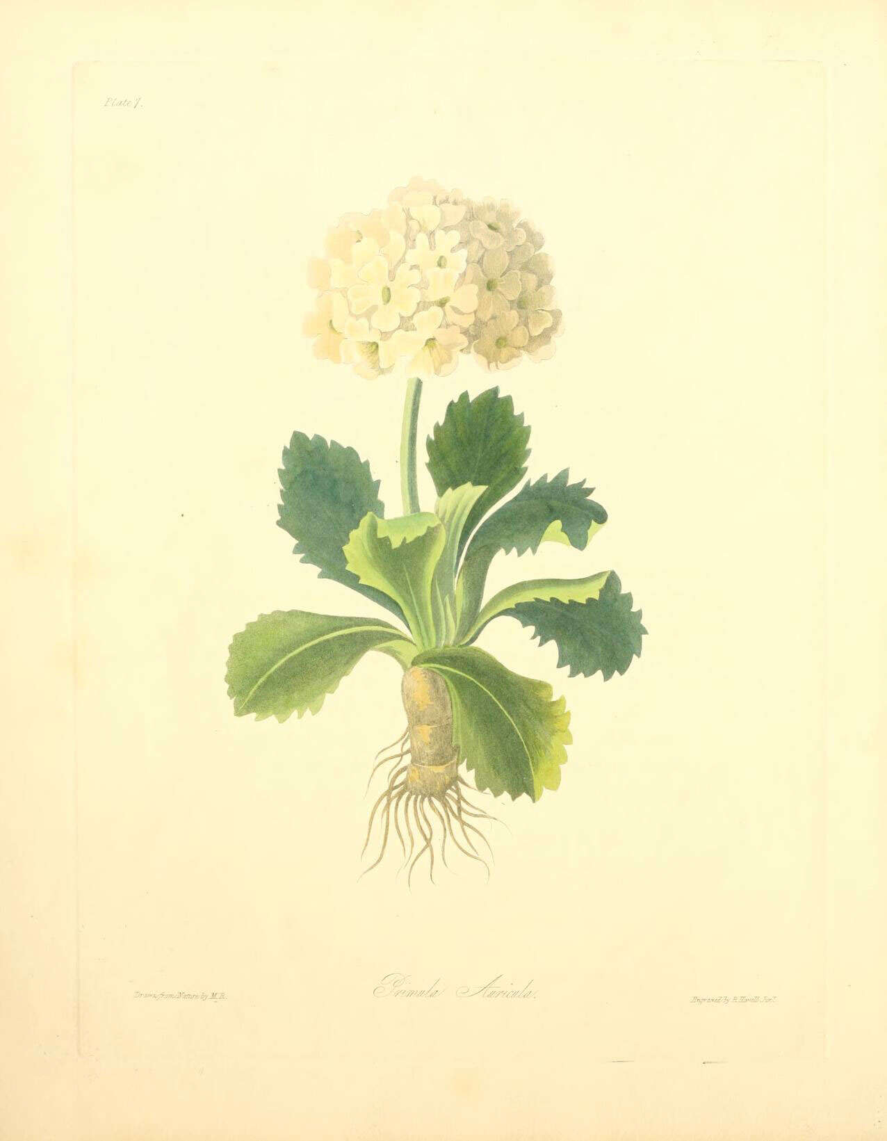 Image of Primula auricula L.