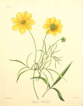 Image of largeflower tickseed