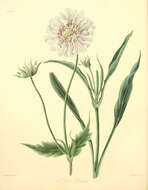 Image of Pincushion-flower