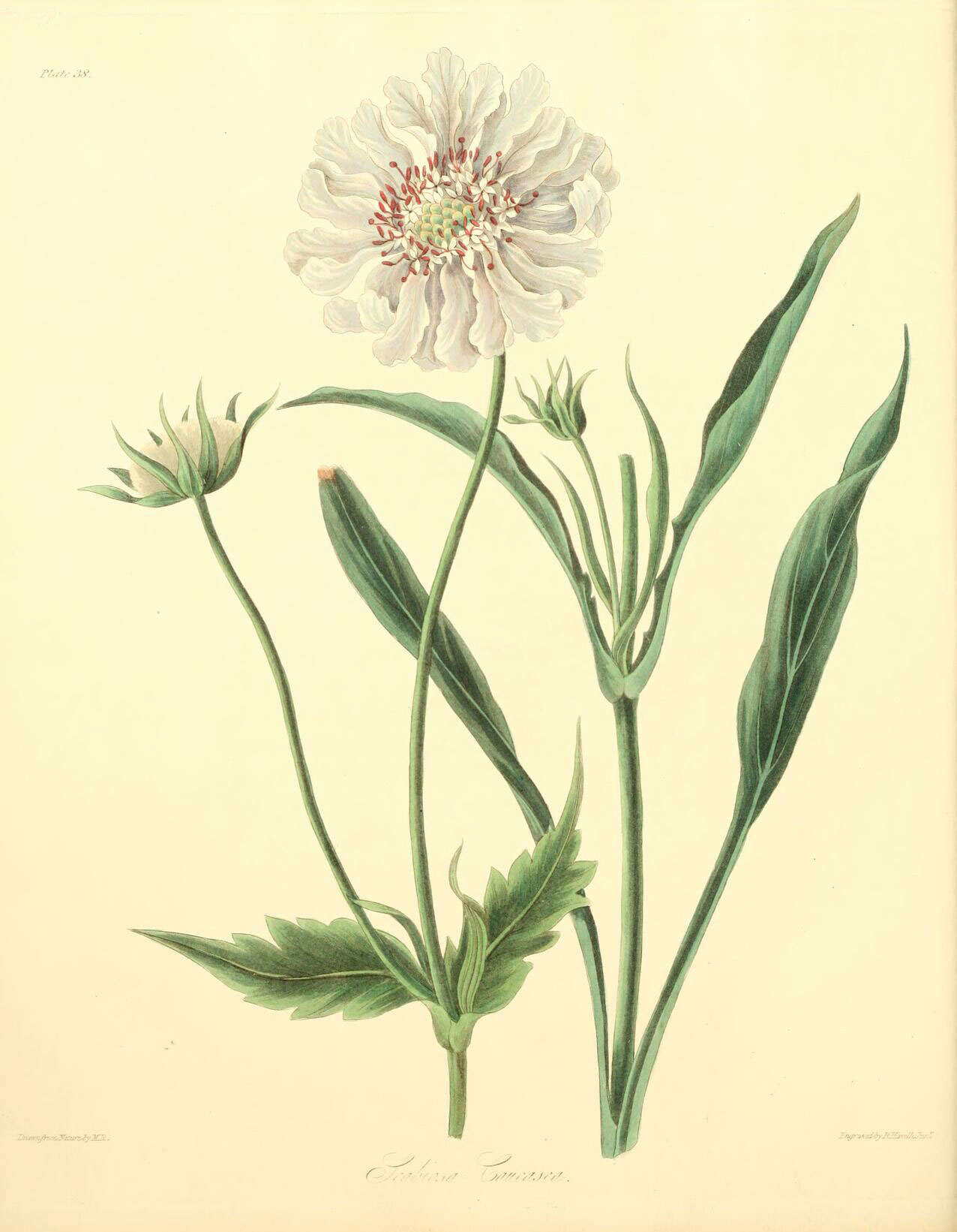 Image de Lomelosia caucasica (Bieb.) Greuter & Burdet