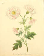 Image of Indian Chrysanthemum