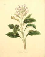 Image of Physochlaina orientalis (M. Bieb.) G. Don