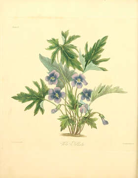 Image of Three-Lobe Violet