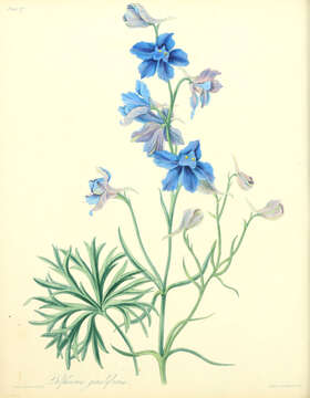 Image of Siberian larkspur