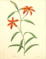 Image of Morning Star Lily