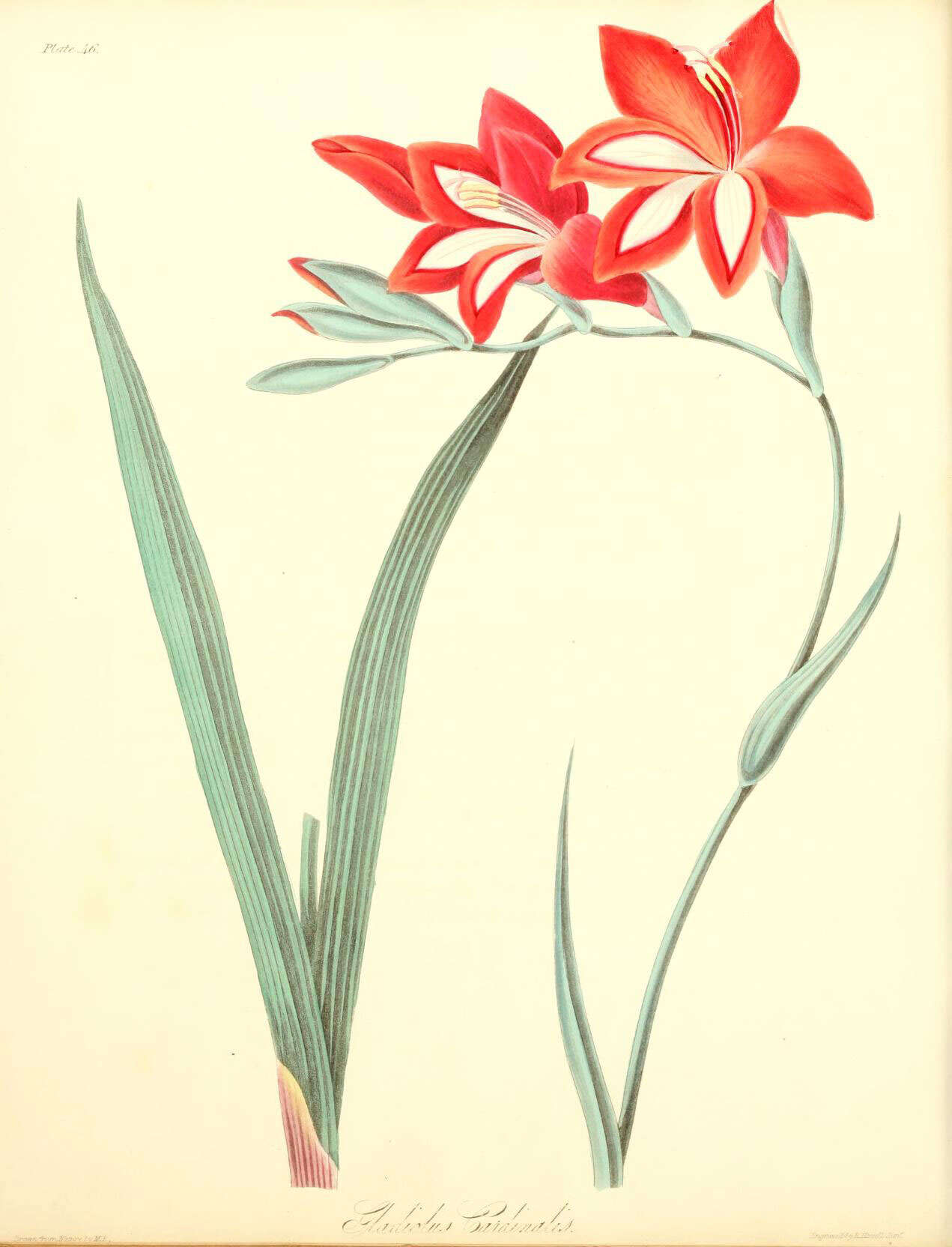 Слика од Gladiolus cardinalis Curtis