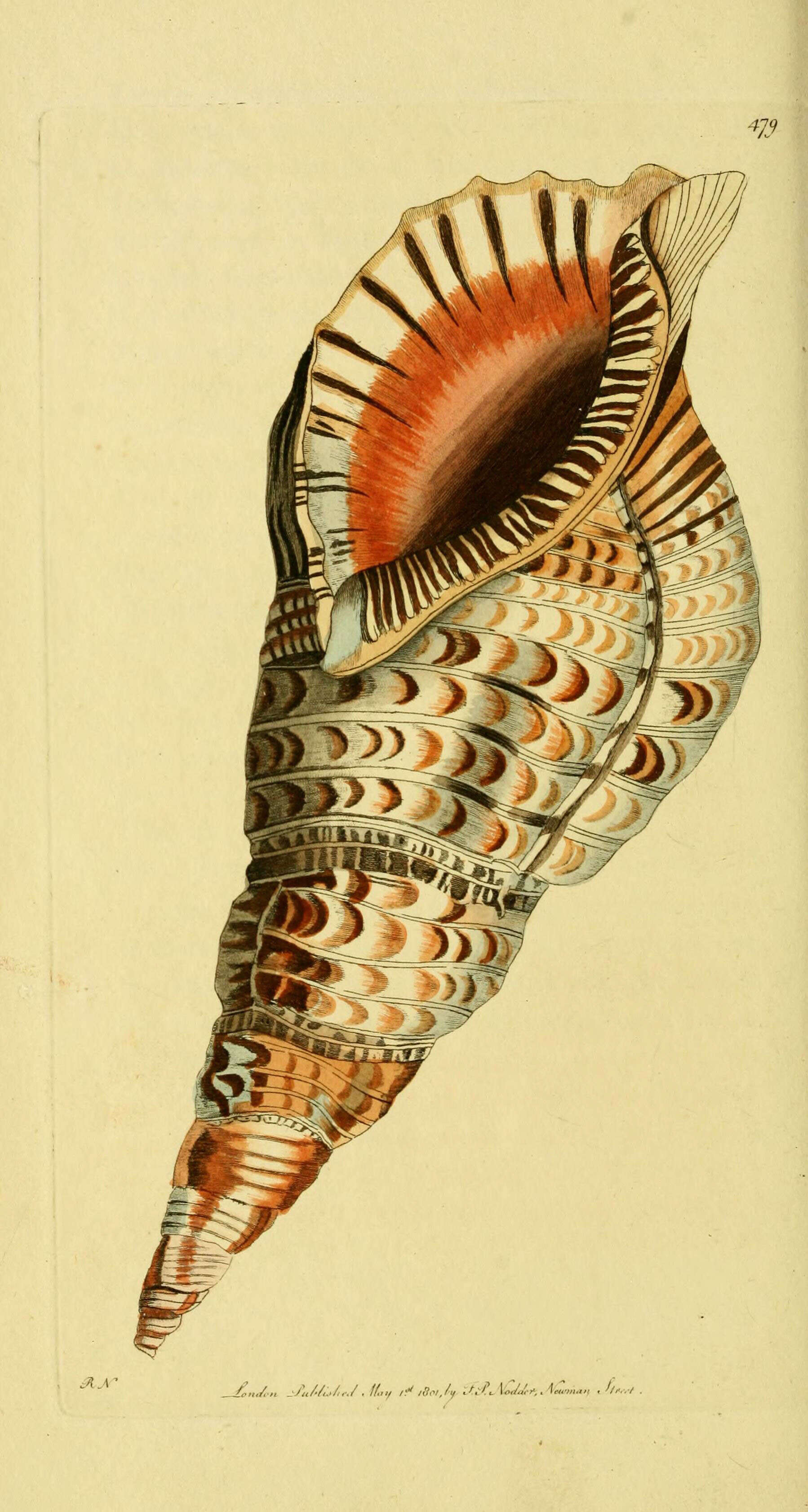Image de Charonia tritonis (Linnaeus 1758)