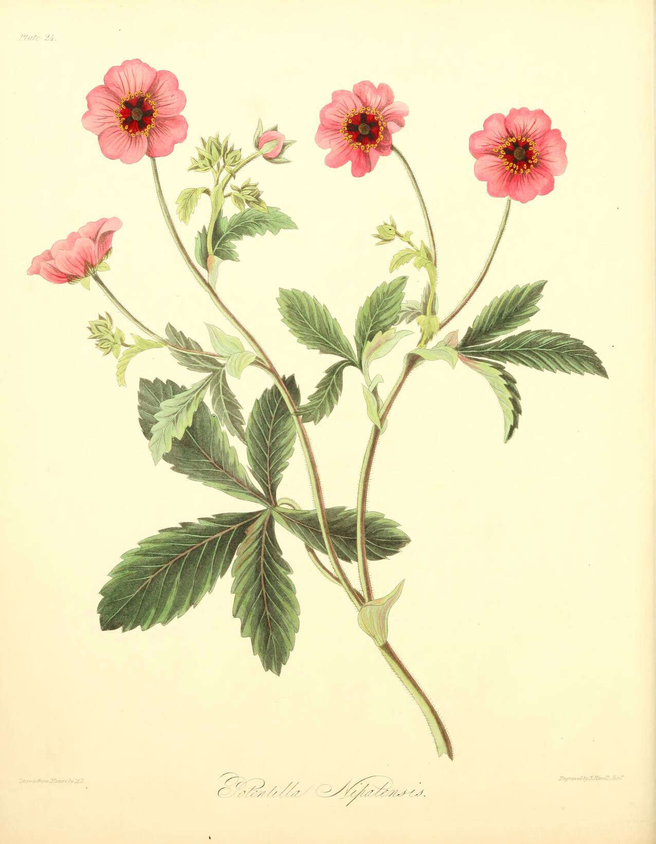 Image of Potentilla nepalensis Hook.