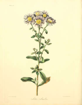 Aster amellus L. resmi